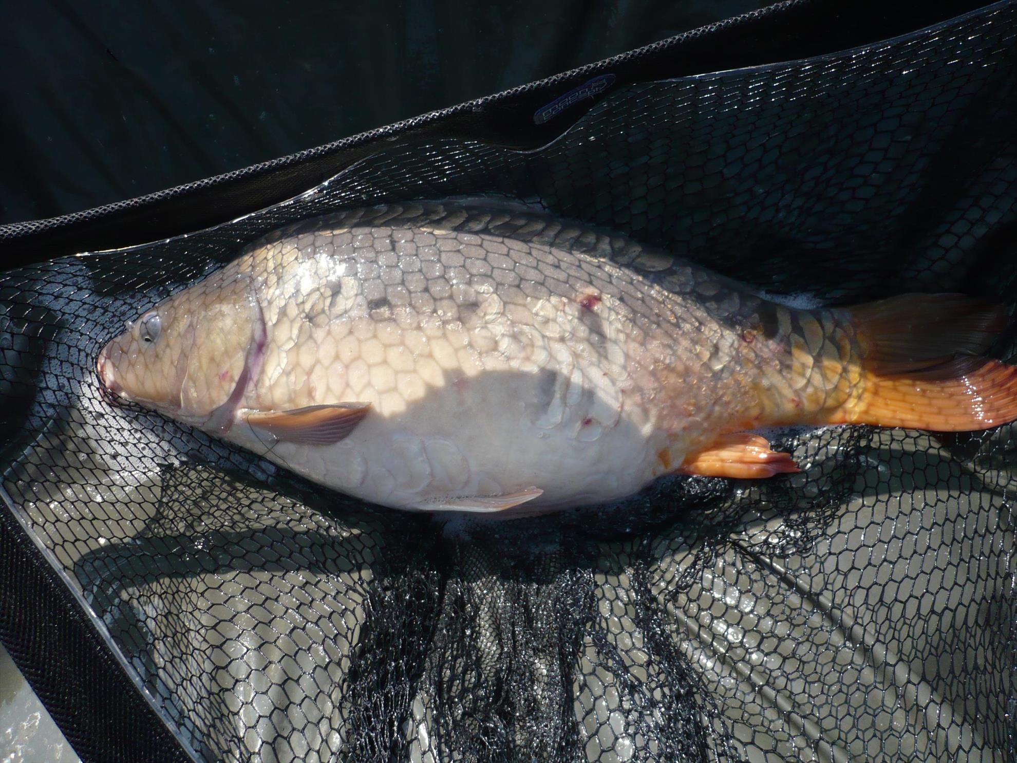 MV2 - 24.OCT.2013 - Salonta 9,500kg